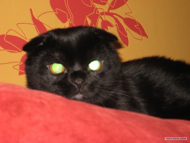 Котовторник