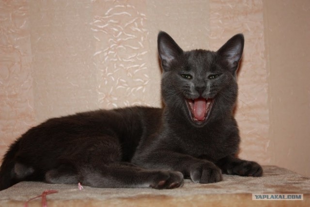 Котовторник 1.11.11
