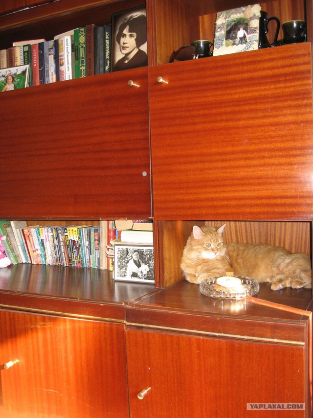 Котовторник 20.12.2011