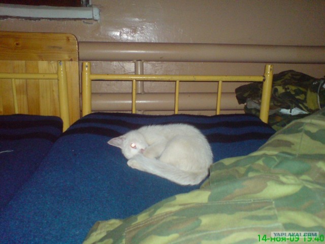 Котовторник 17 января