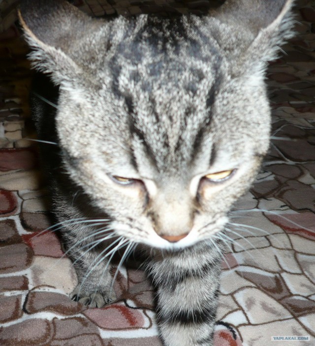 Котовторник (28.02.2012)