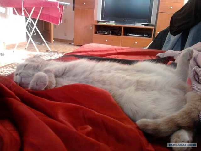 Котовторник 03 07 2012