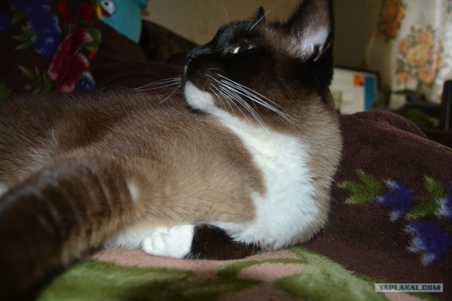 Котовторник ( 23.10. 2012. )