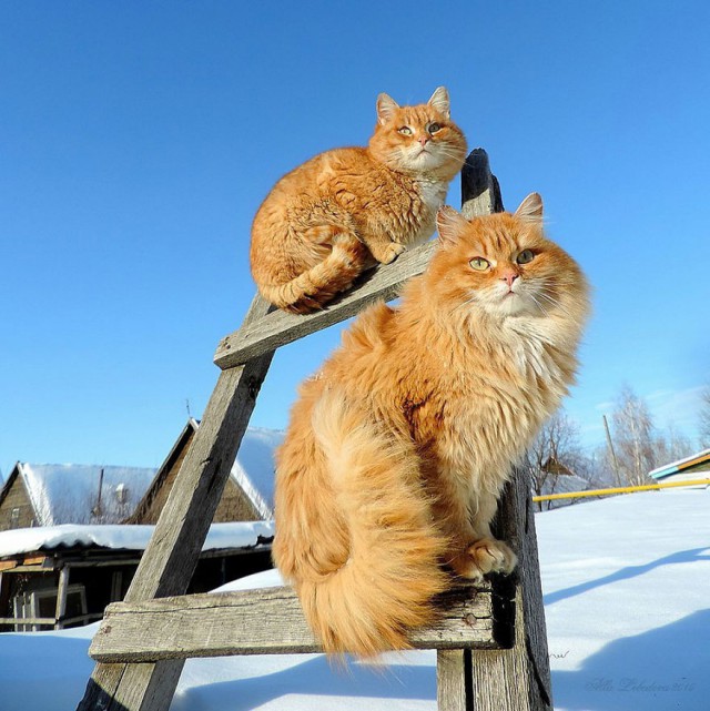 Всё. Меня нет. Я уехал. В Кошляндию