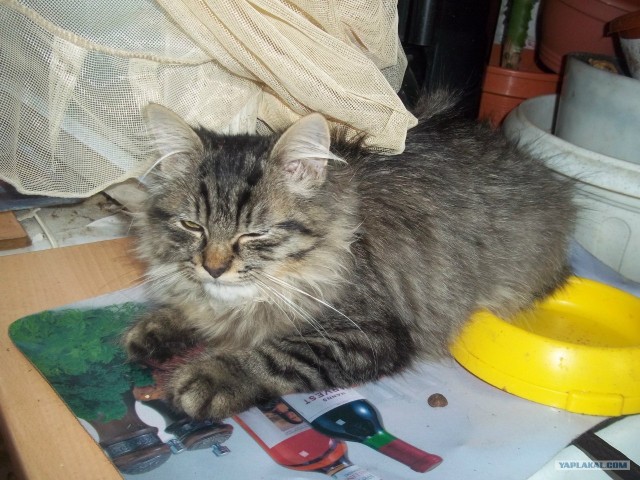 Котовторник 29.01.2013