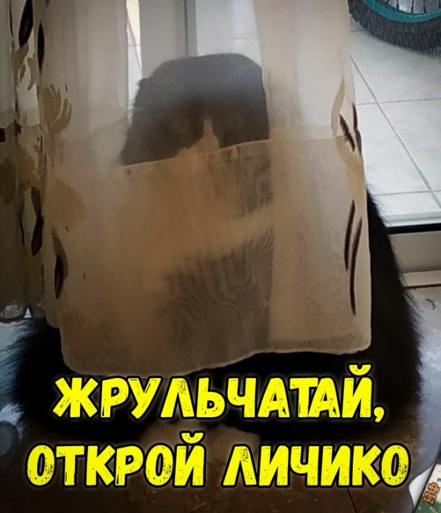 Забавные фото котеек