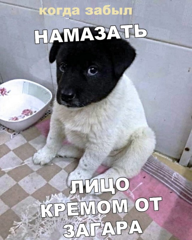 Картинки с надписями и анекдоты