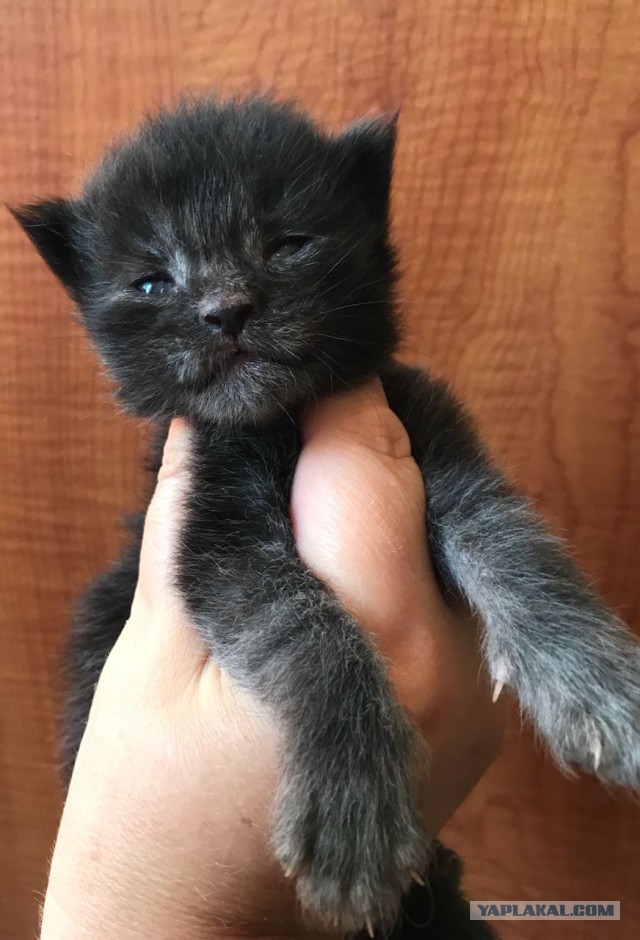 Котовторник однако