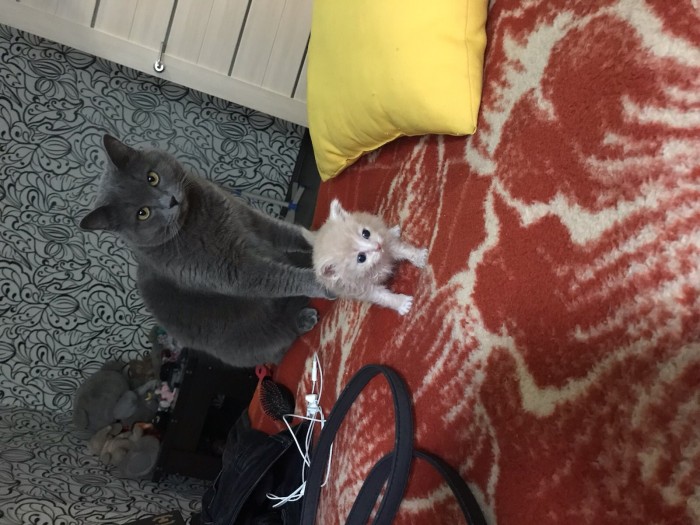 Вот так котовторник