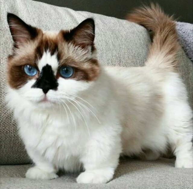 Забавные фото котеек