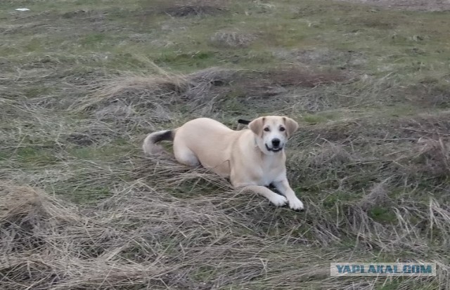 Пёс