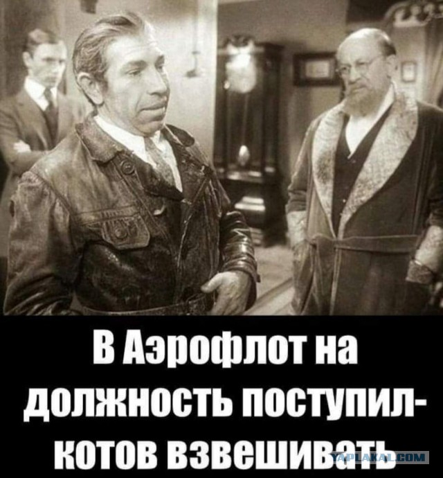 "Аэрофлот" довёл до слёз беременную пассажирку, отказав в перевозке двух собак
