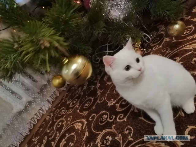 Котовторник *новогодний* 31/12/2019