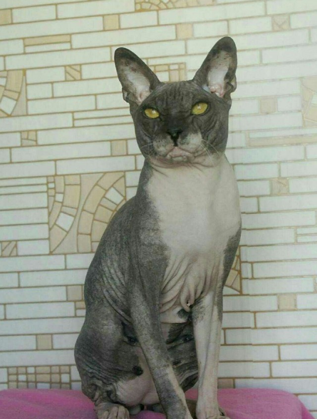 Самый злой кот в мире
