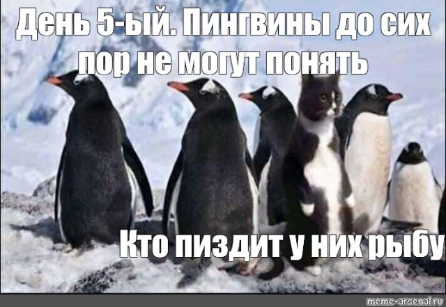 Кошачьи физиономии на разных животных