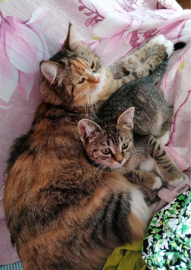 Котовторник. Знакомьтесь, Мася