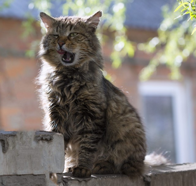 Моя красотка