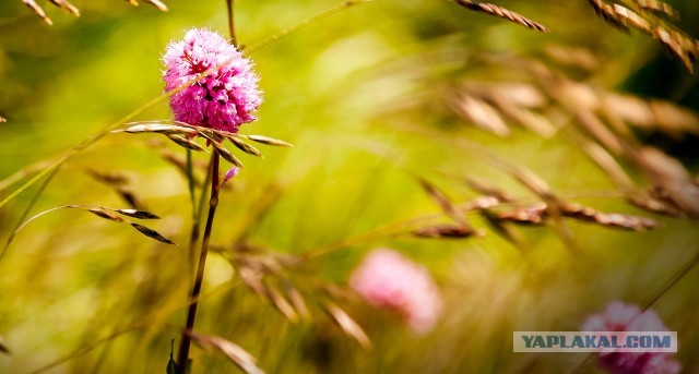 Про макросъемку и Tamron 90/2.8