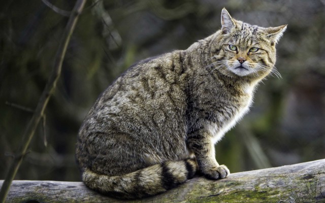 Расчехляем гладильники! - норвежский лесной уже тут