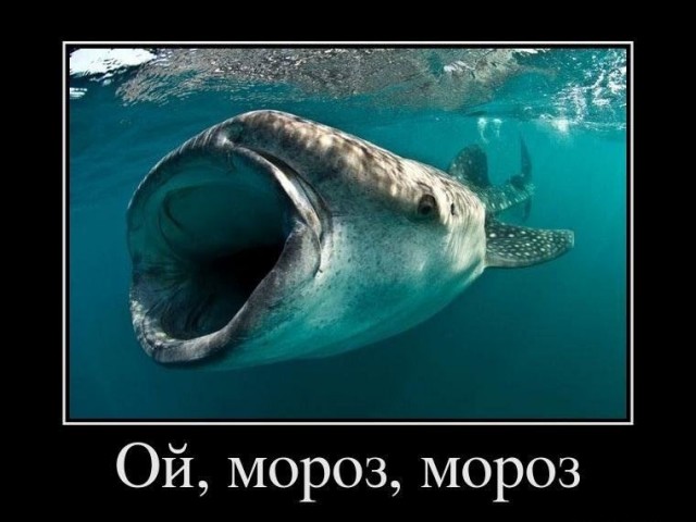 Китовая акула кушает