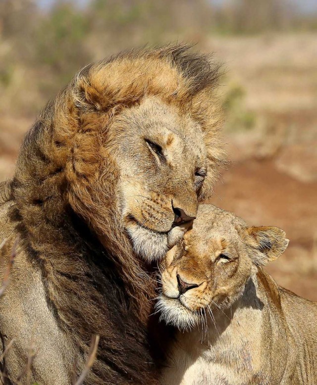 Подборка всякой живности