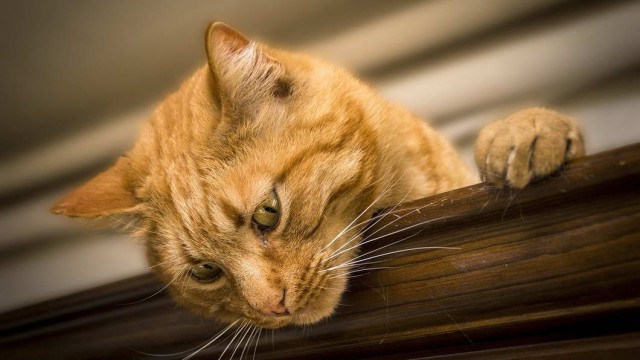 Которник