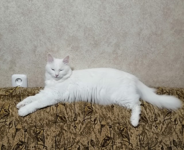К Котовторнику