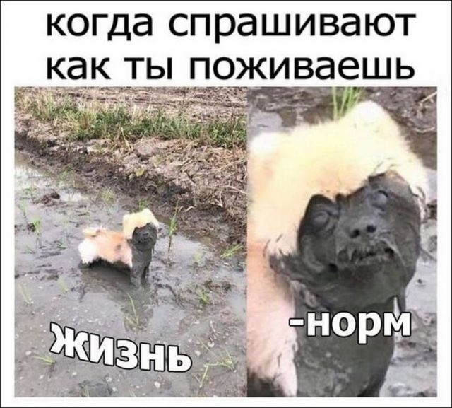 Ночные кретинизмы из сети 25.08.2021