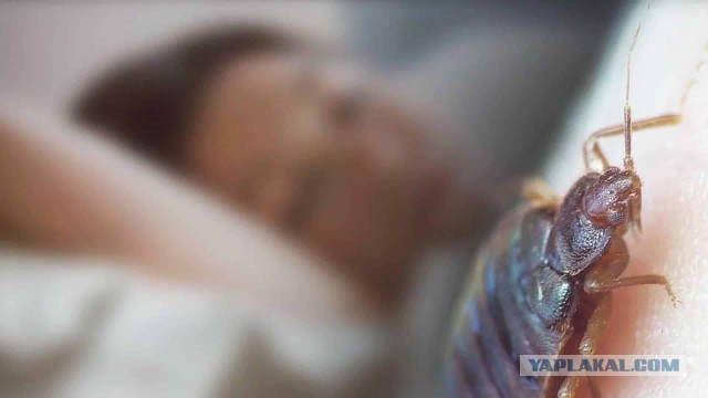 Чёрный таракан: Рыжий таракан в доме — трагедия, а чёрный — КАТАСТРОФА. Как живёт спецназ от мира вредителей?