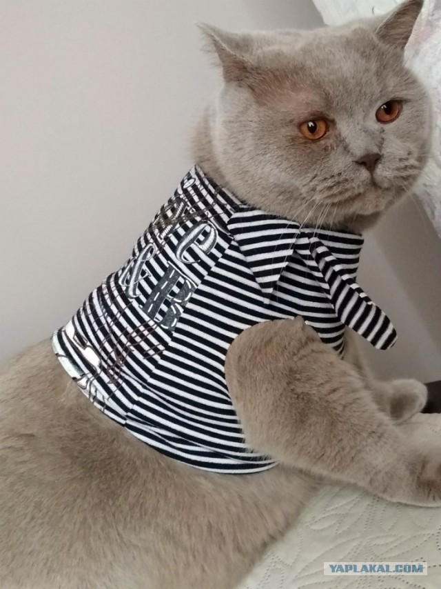 Коты. Филя, Пуся, Вася