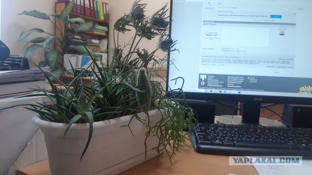 Женской дружбы не существует