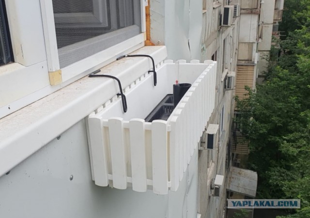 Посоветуйте многолетние неприхотливые цветы