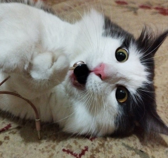 Шкет