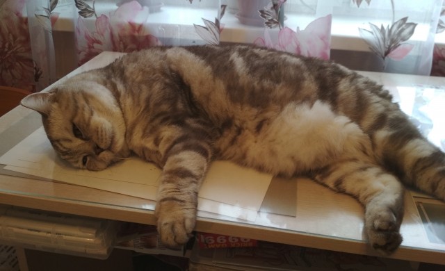 Кормите быстро!