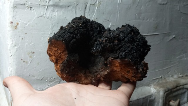 Чага березовая