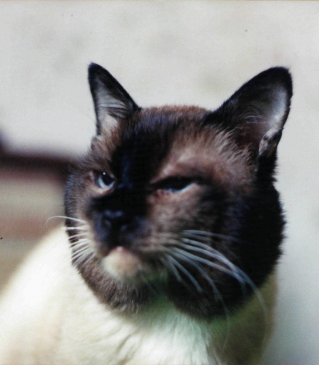 Про кота Марфу