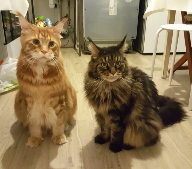 Коточетверг!
