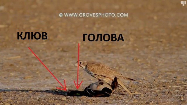Сокол очень быстрый