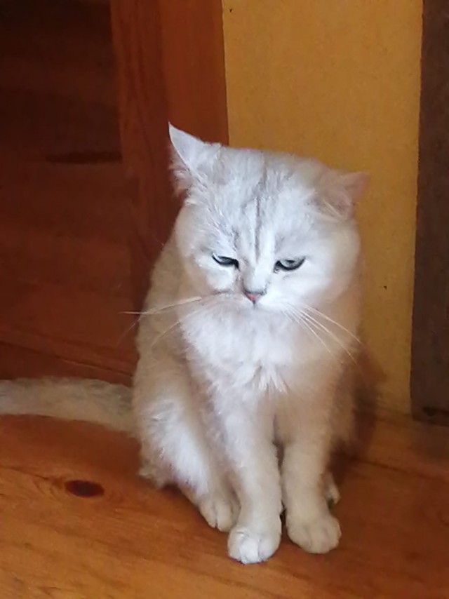 Сегодня всемирный день кошек!