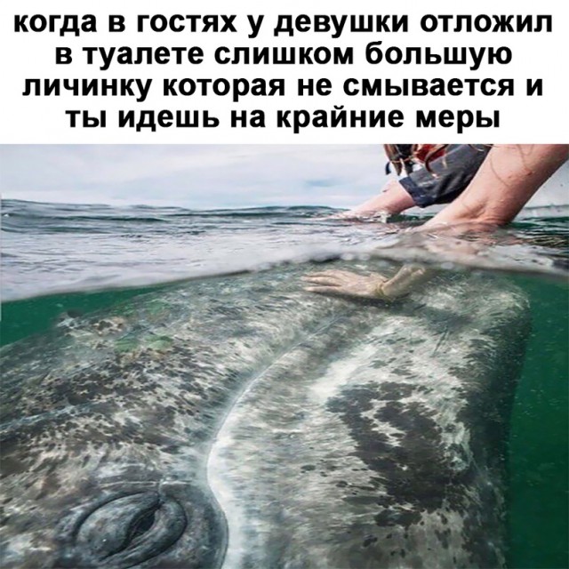 Весёлый полтишок 30.03.23