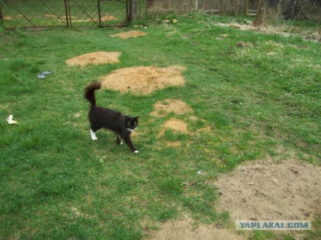 Жизнь домашнего приюта для котеек 442