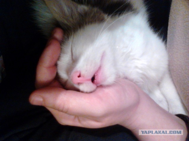 Котовторник 09.04.2013