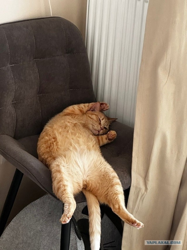 Котовторник. Моему мультяшке 1 год