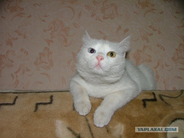 Котовторник 23.04.2013