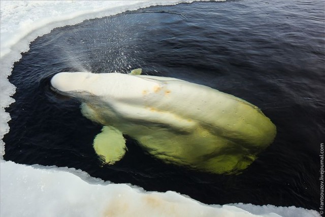Как мы кормили белуху