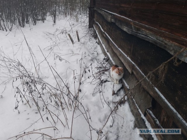 Жизнь домашнего приюта для котеек 477