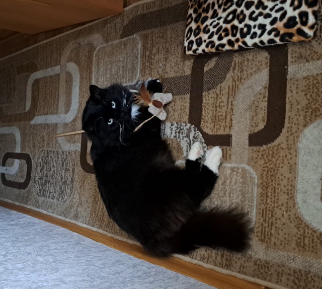 Всем кота за мой счёт. Я настаиваю