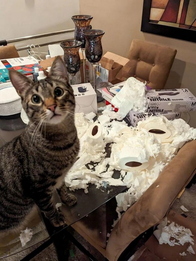 Котовторник в картинках