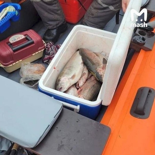 100 тонн форели стоимостью 100 млн рублей сбежало из рыбного хозяйства под Новгородом
