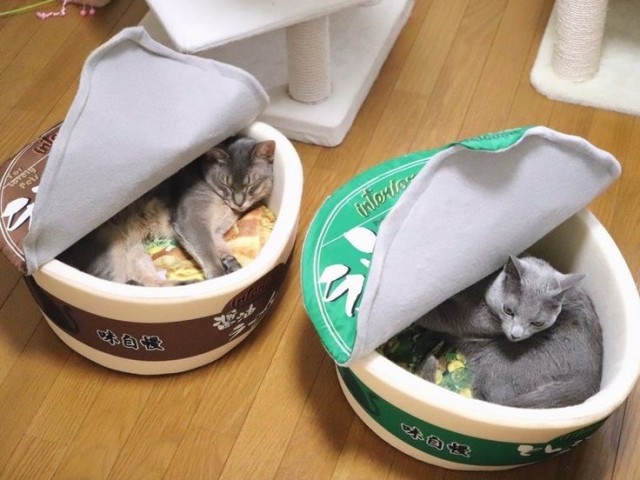 Котовторник в картинках